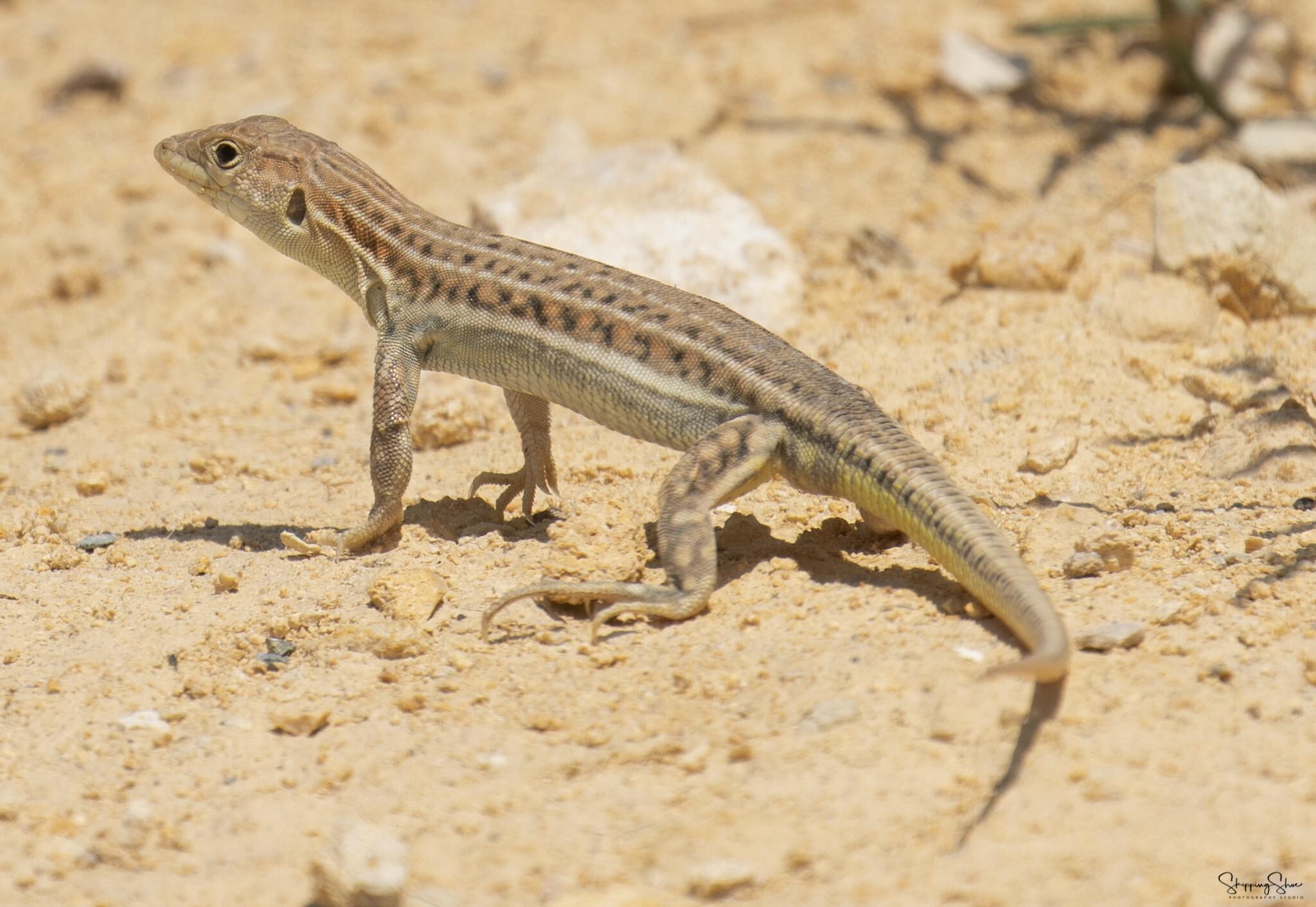 YAŞAM ALANLARI TEHDİT ALTINDA