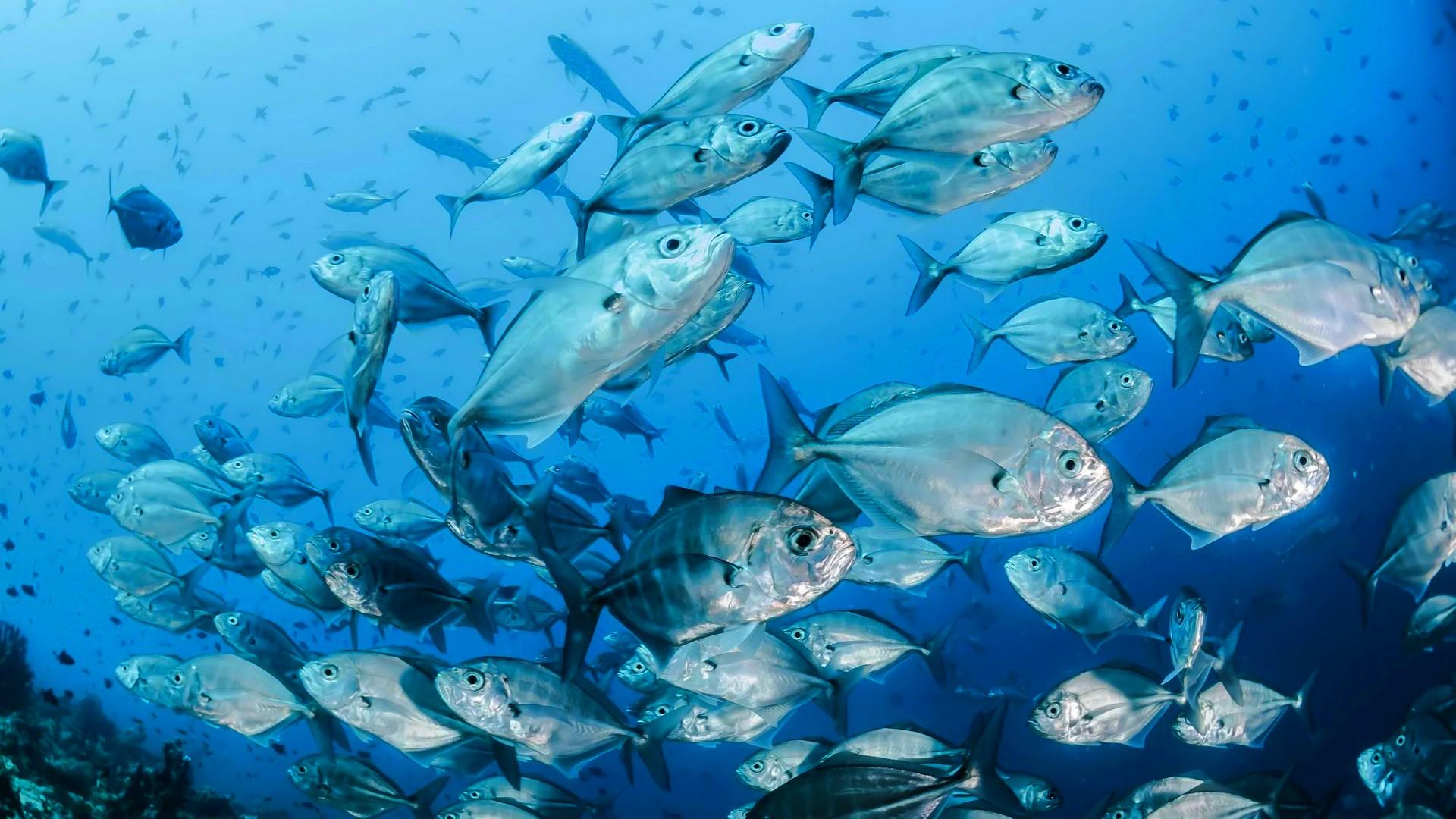 OKYANUSLAR ISINDIKÇA EKOSİSTEM ÇÖKÜYOR