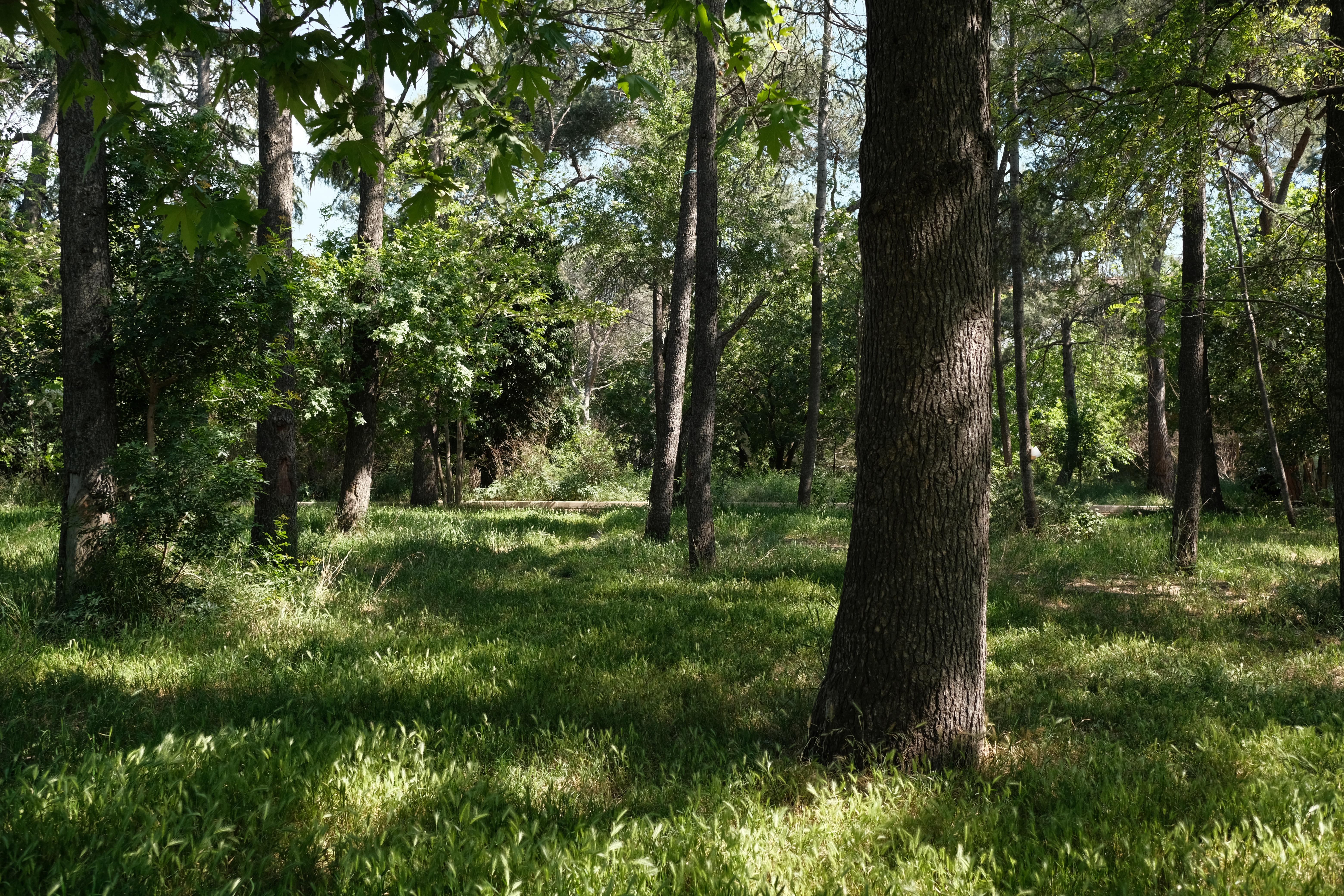 VALİDEBAĞ KORUSU AVRUPA’DA ÖRNEK GÖSTERİLDİ