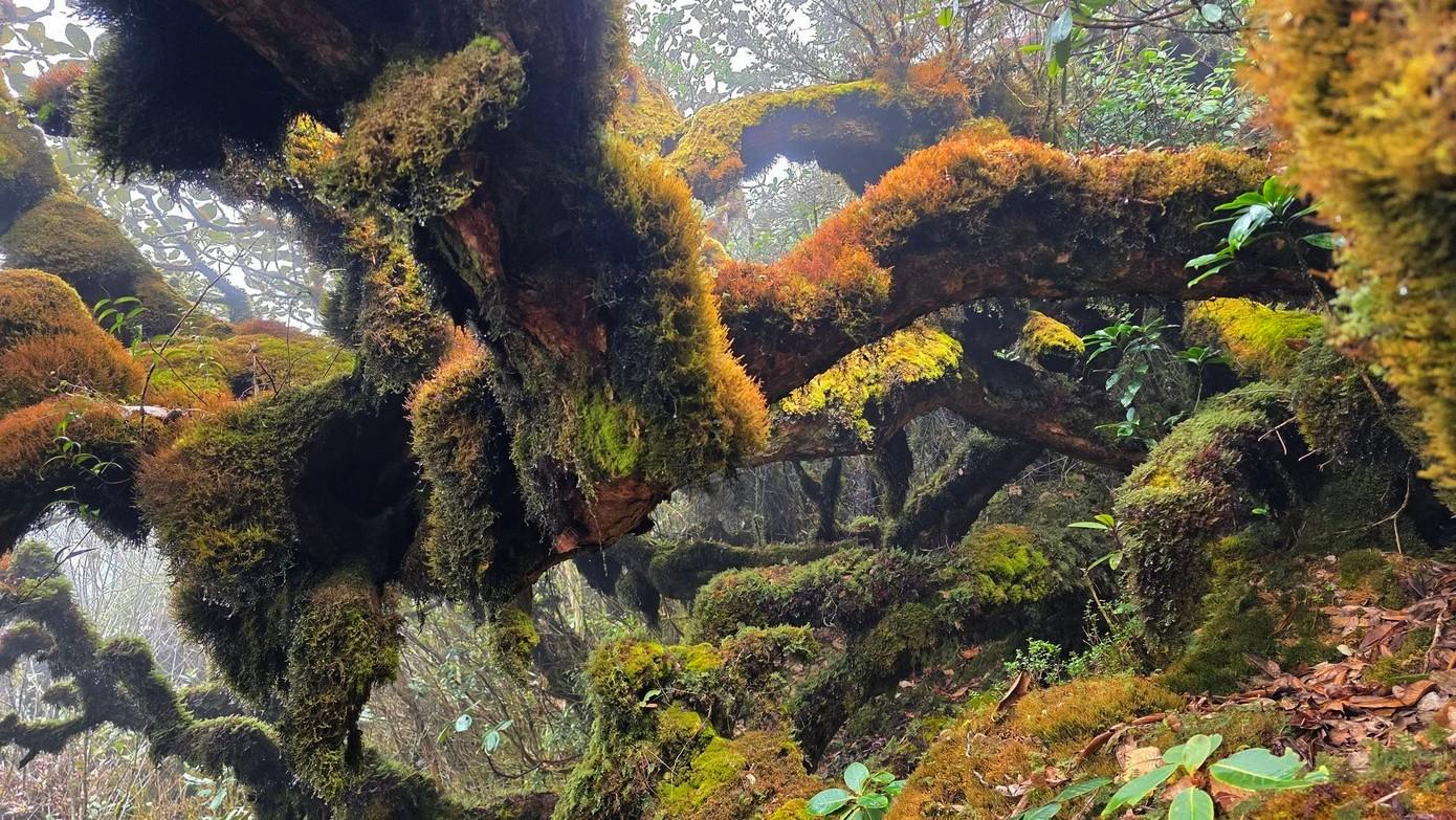 DÜNYANIN EN TUHAF ORMANLARINDAN BİRİ