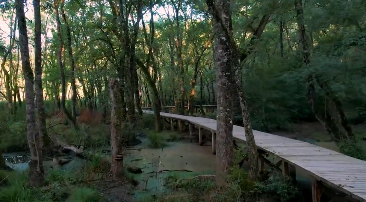 LONGOZ ORMANINA NÜKLEER SANTRAL TEHDİDİ 