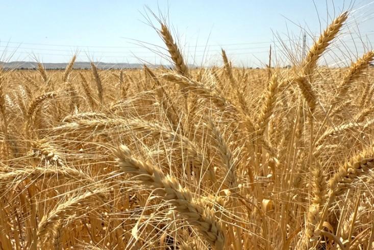 KURAKLIĞA DAYANIKLI BUĞDAY ÜRETTİLER