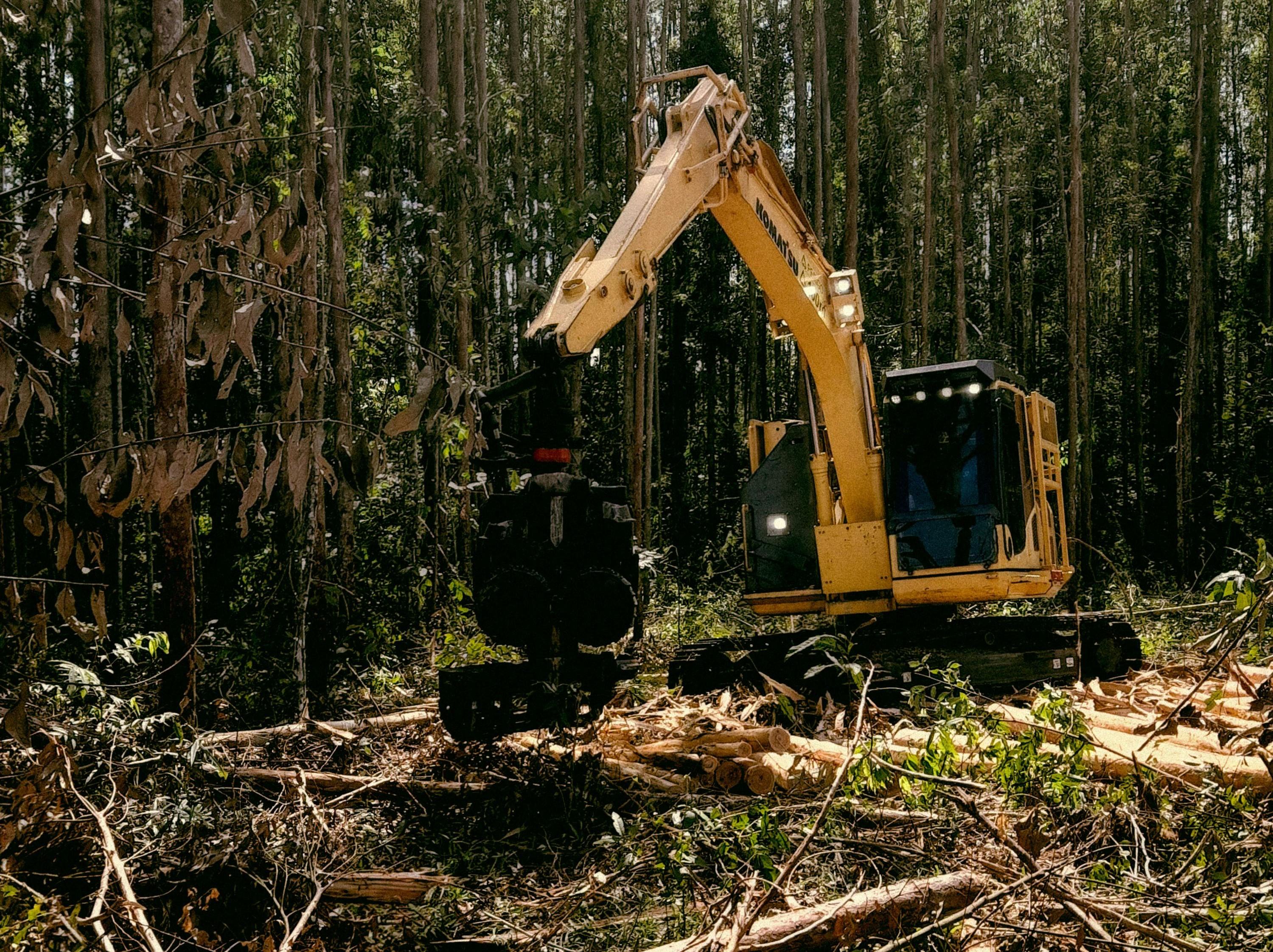DÜNYANIN AKCİĞERLERİ ALARM VERİYOR