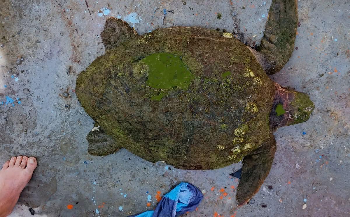 YARALI CARETTA YAŞAMA TUTUNDU
