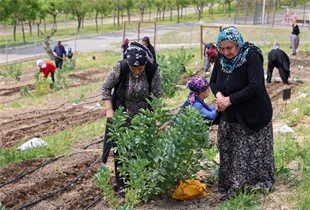 TOPRAKTA HAYAT, SOFRADA BEREKET: MAHALLE BOSTANLARI’NDA YAZ HASADI