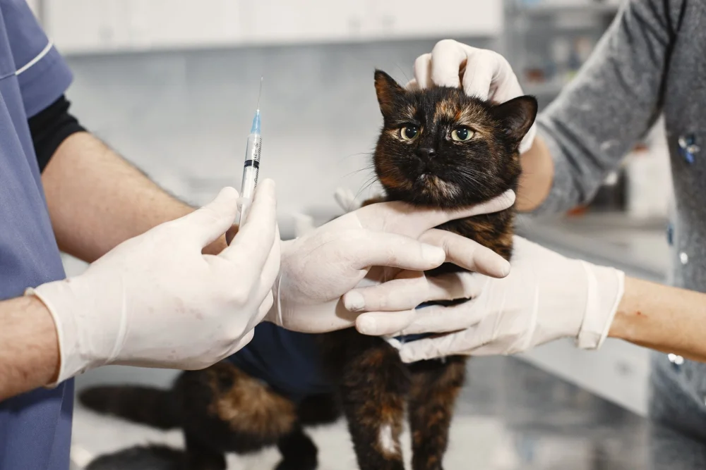EV KEDİLERİ İÇİN AŞI TARTIŞMASI
