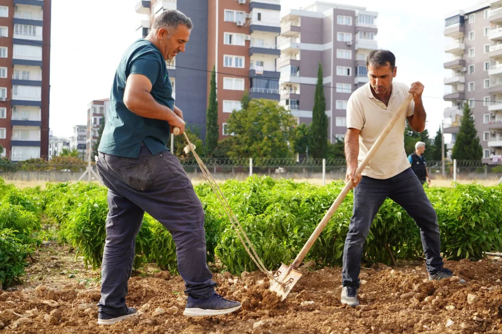 ADIYAMAN BELEDİYESİ’NİN ÜRETİM MERKEZİNDE SONBAHAR EKİMİ BAŞLADI